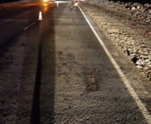 В Сернурском районе Марий Эл водитель насмерть сбил пешехода